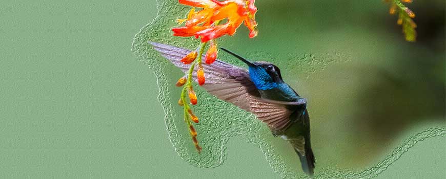 Leyenda del colibrí
