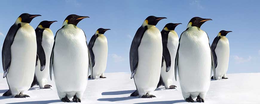 Fauna Argentina: El Pingüino Rey