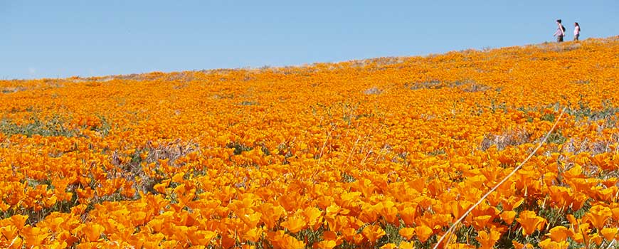 Antilope Valley California Poppy Reserve, en Lancaster