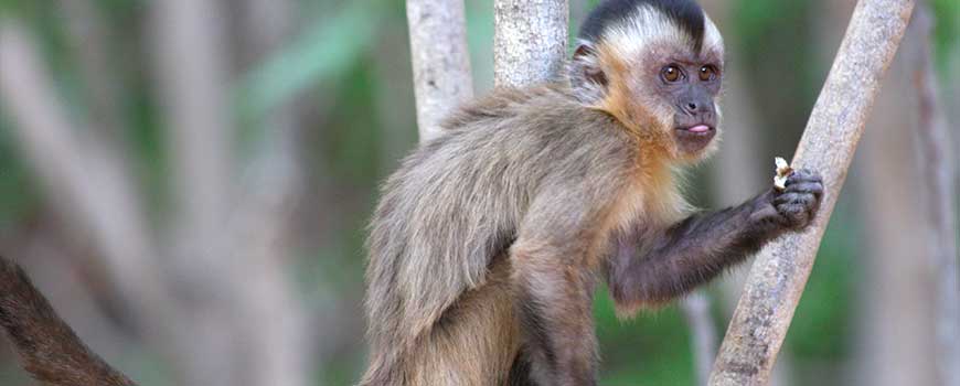 Fauna argentina: Mono caí o capuchino