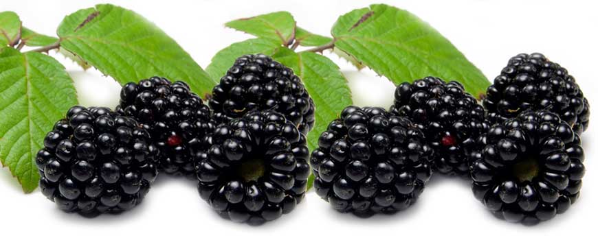 moras